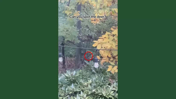 deer solution