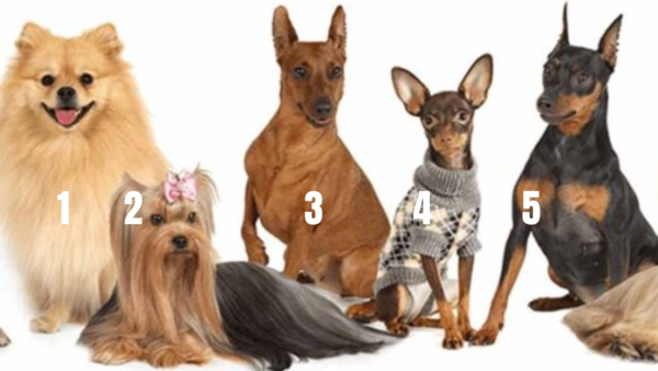 dog personality