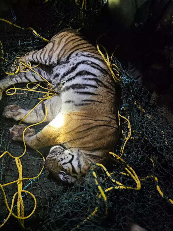 Bandipur tiger captured three days after woman's death, shifted to ...