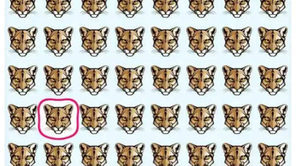 Spot the cougar ( Image credit : Jagran Josh and The Sun)