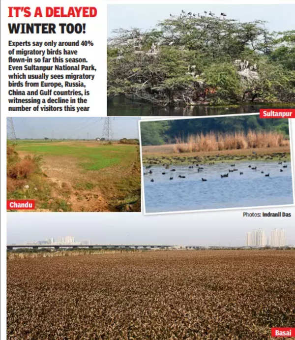 Less Rain, Habitat Loss: Why Winter Birds Are Still Not Here | Gurgaon News – Times of India