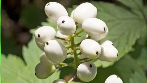 Red Berries Side Effects: Why should you avoid eating these red berries ...