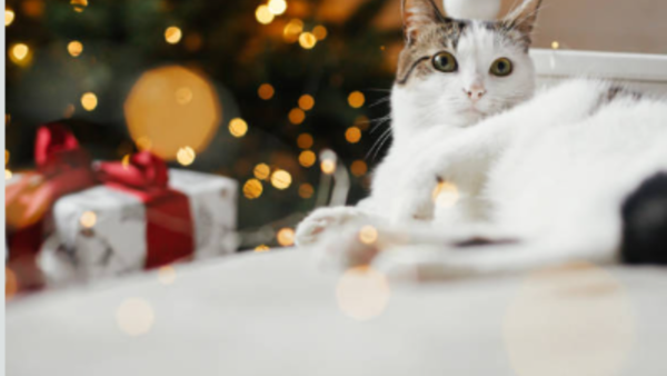 Don't let your furry friends feel excluded