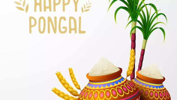 Happy Pongal 2024 Messages: Happy Pongal 2024: Images, quotes, wishes ...