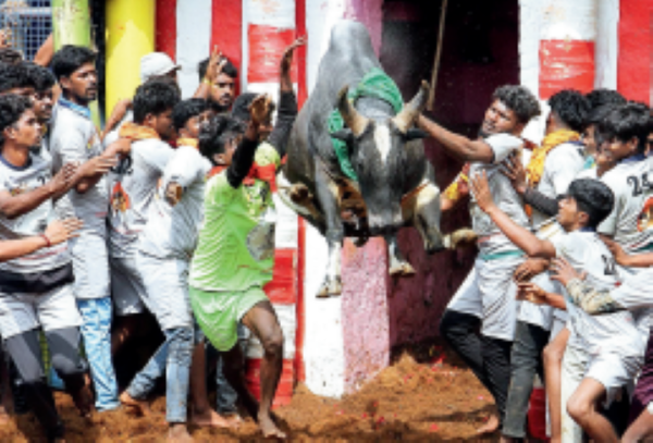 Pongal Game of VALOUR: Intense Face-off at Avaniyapuram Arena in Madurai | Chennai News – Times of India