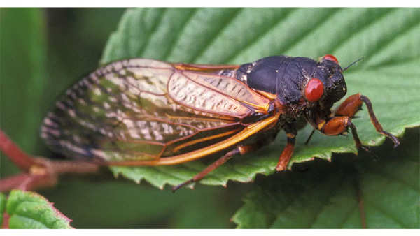 Billions of insects are set to emerge after a 221-year hibernation ...