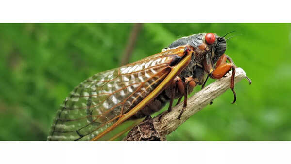 Billions of insects are set to emerge after a 221-year hibernation ...