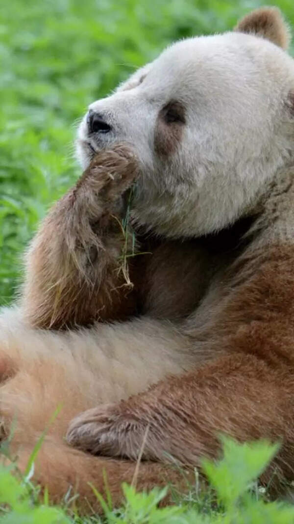 Pandas difference. Pandas difference