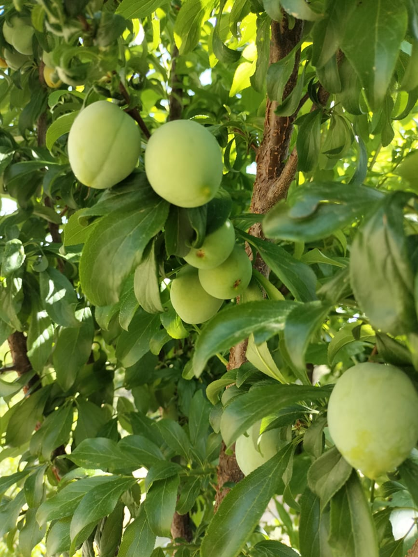 Lost job in pandemic, man turns barren land into fertile fields
