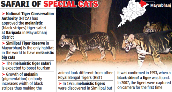 1st in world: Melanistic tiger safari at Odisha reserve soon | Bhubaneswar News – Times of India