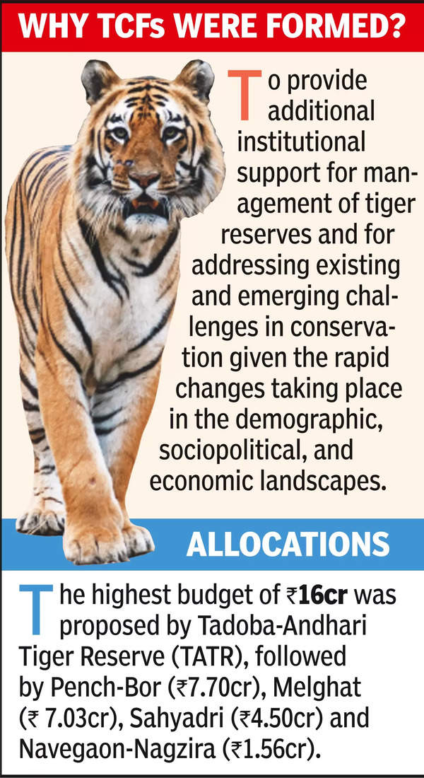 ₹36.79 Crore Budget For Better Mgmt Of Maha Tiger Reserves | Nagpur News – Times of India