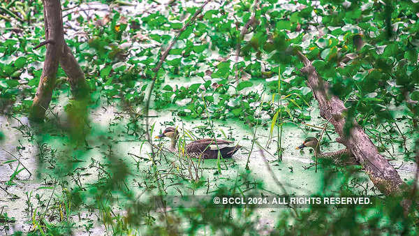 Spot a duck wading through waters at Okhla Bird Sanctuary