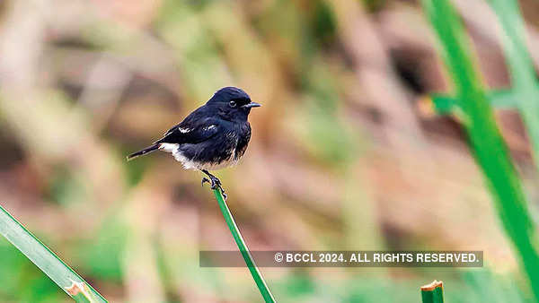 Birding hotspot Okhla Bird Sanctuary soon to be on state’s eco-tourism map, says UP forest and environment minister Krishnapal Malik