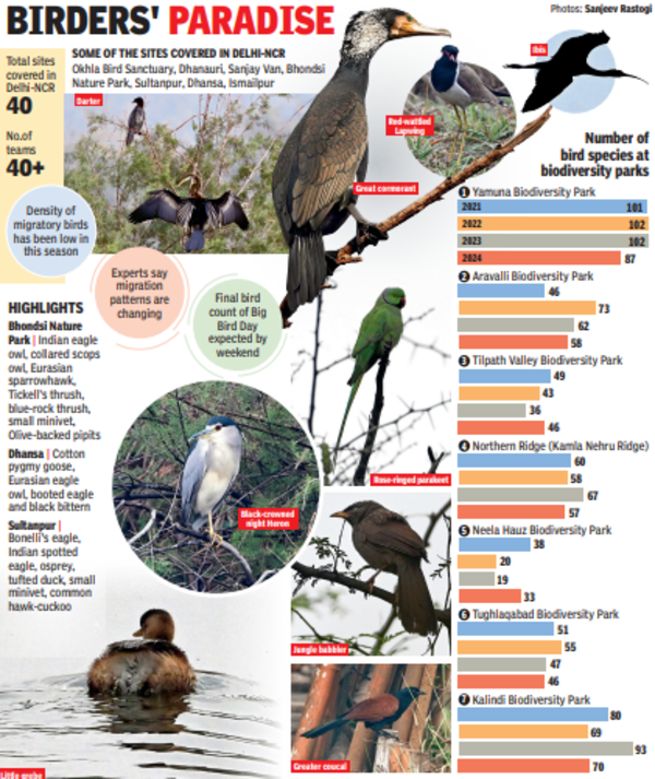 Bird Lovers: Bird’s-eye View: Rain, Low Density Fail To Deter ...