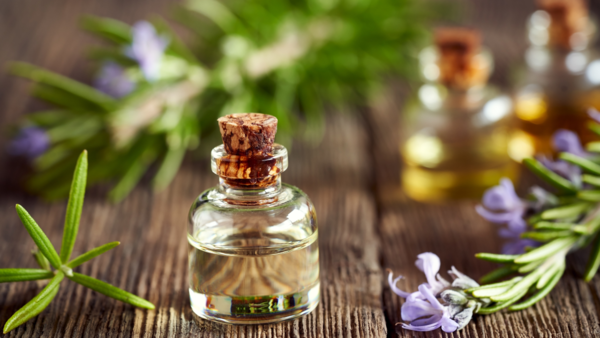 All About Rosemary Oil For Hair Growth and Battling Hairfall and Hair Loss