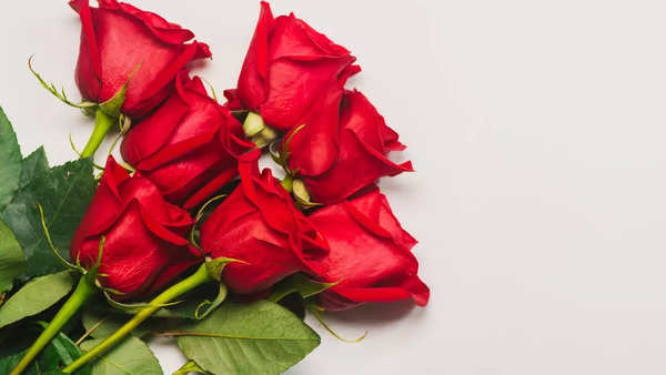 Happy Rose Day, Rose Day 2024
