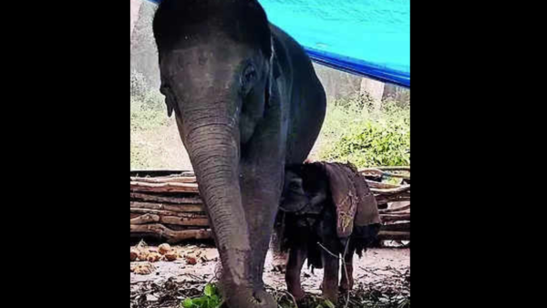 Mom’s magic: Orphaned abandoned jumbo calf finds nurturer in UP | Lucknow News – Times of India