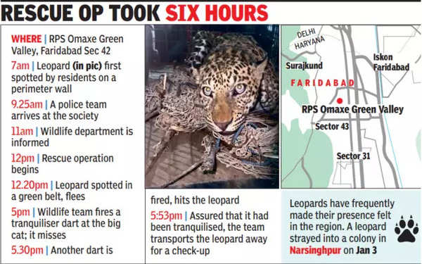 Leopard ‘Napping’ in Faridabad Society Rescued: Wildlife Department Alerted | Gurgaon News – Times of India