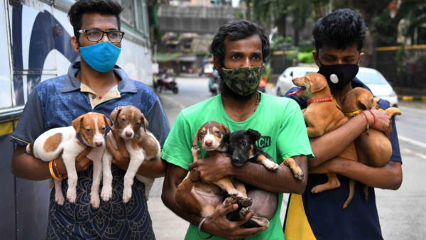 Pet parents, activists, and celebs call for stricter laws against ...