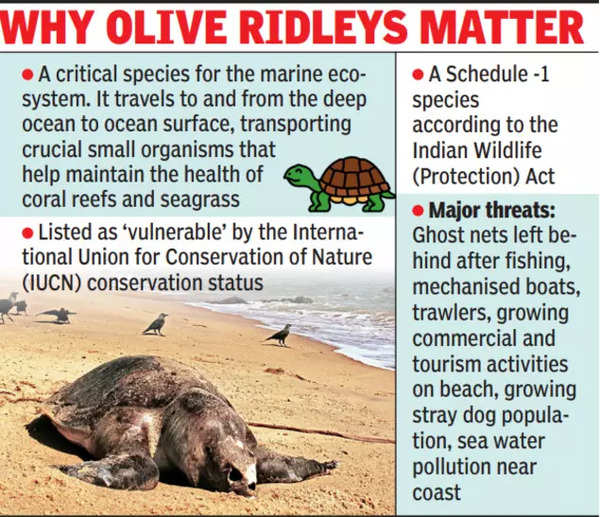 Olive Ridley