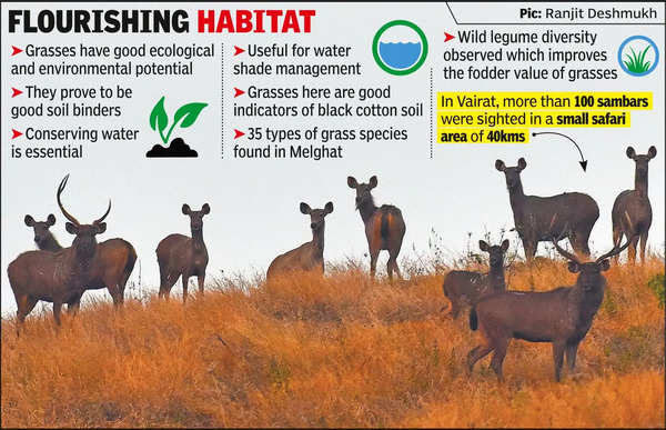 Relocating villages, saving grasslands help conserve wild animals in Melghat