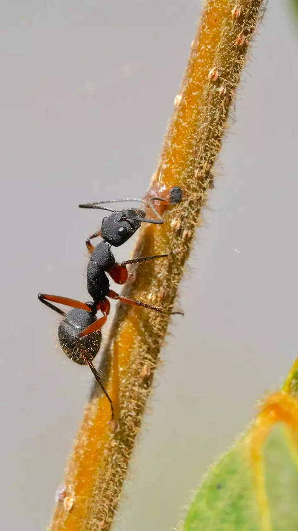 Ant Stills