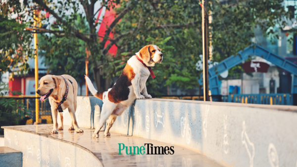 Doggies’ day out in Pune – A Dedicated Space for Dogs to Run and Socialize | – Times of India