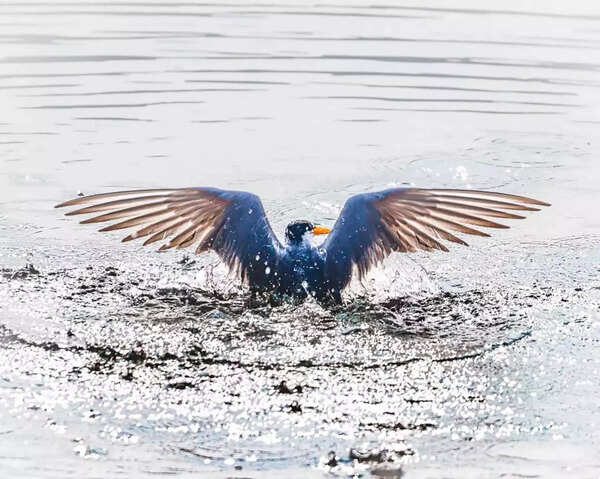 River tern