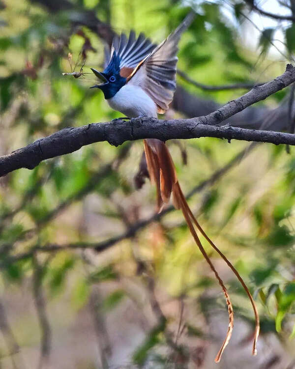 Indian Paradise Flycatcher