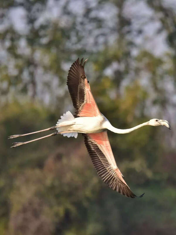 Greater Flamingo