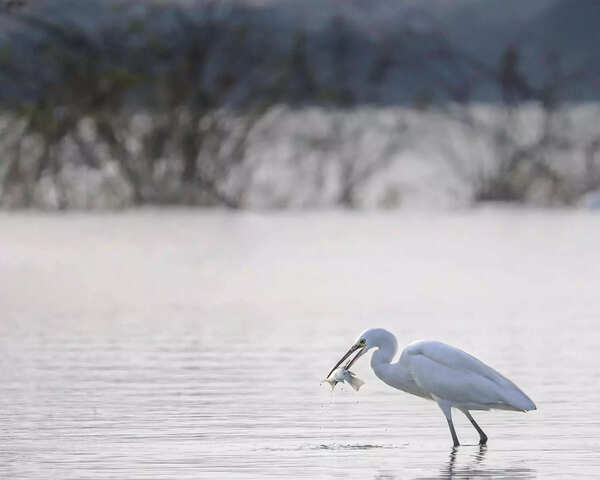 Little Egret