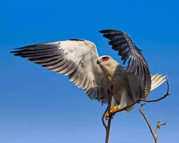 Black winged kite