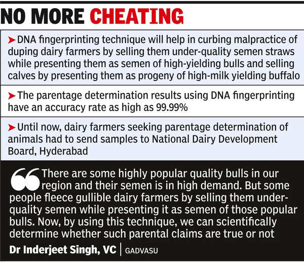 No bull: DNA fingerprinting to nail semen, milk cheats