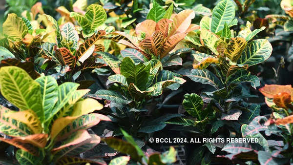Croton is an easy-care ornamental plant.
