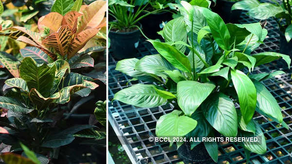 Place potted plants near artificial light sources