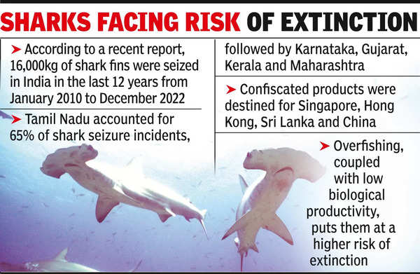 Ground Realities of Shark Fisheries in India > Wildlife Conservation  Society - India