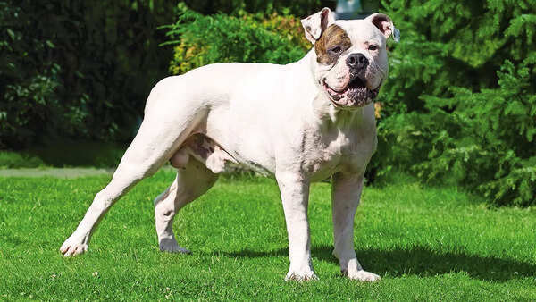 American Bulldog