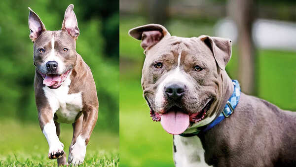 (L) American Staffordshire Terrier (R) Pitbull