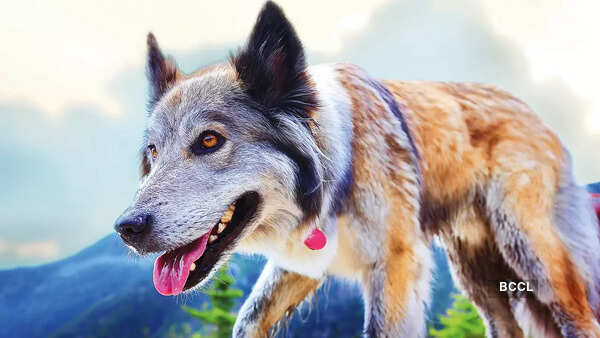 Wolf dogs
