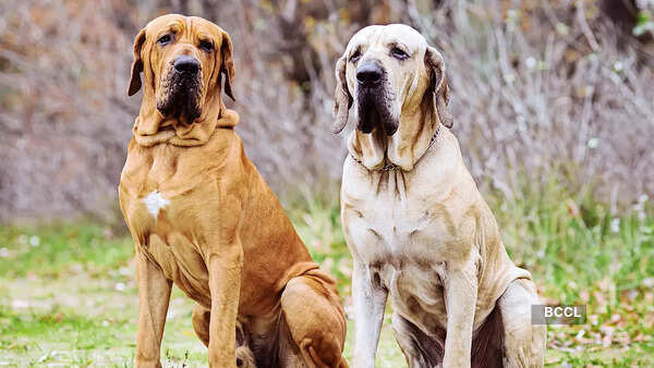 Fila Brasileiro