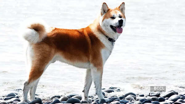 Japanese Akita