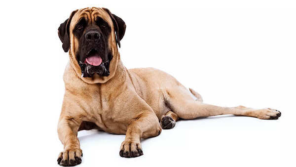 Mastiffs