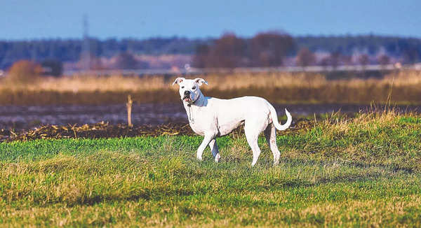 Fila Brasileiro, a Dog Breed from Brazil, Male sitting Stock Photo