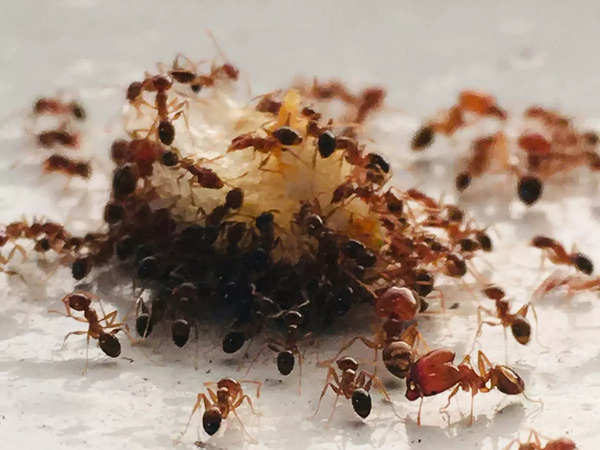 Ant Stills