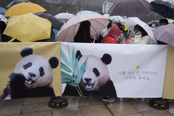 South Koreans bid emotional farewell to beloved panda leaving for China (2)