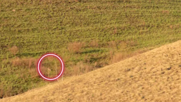 Optical Illusion: Only people with 20/20 vision will spot the hare in ...