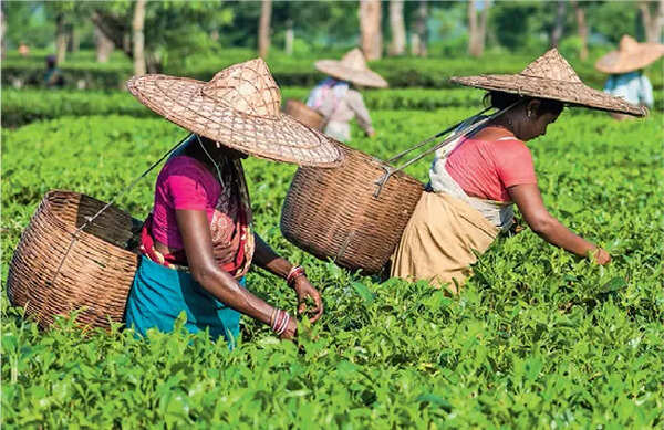 British colonialism pushed tea globally — India paid with indentured labour  and damaged ecology' - The Times of India