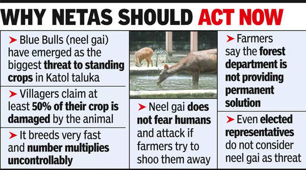 Neel gai menace haunts farmers in Katol, crop damage up to 50%