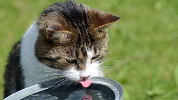 A cat having a bowl of water (Image: iStock) Keep your pets hydrated this summer