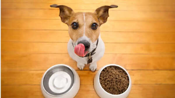 Keep pets hydrated and provide a balanced meal (Image: iStock) Summer care for pets